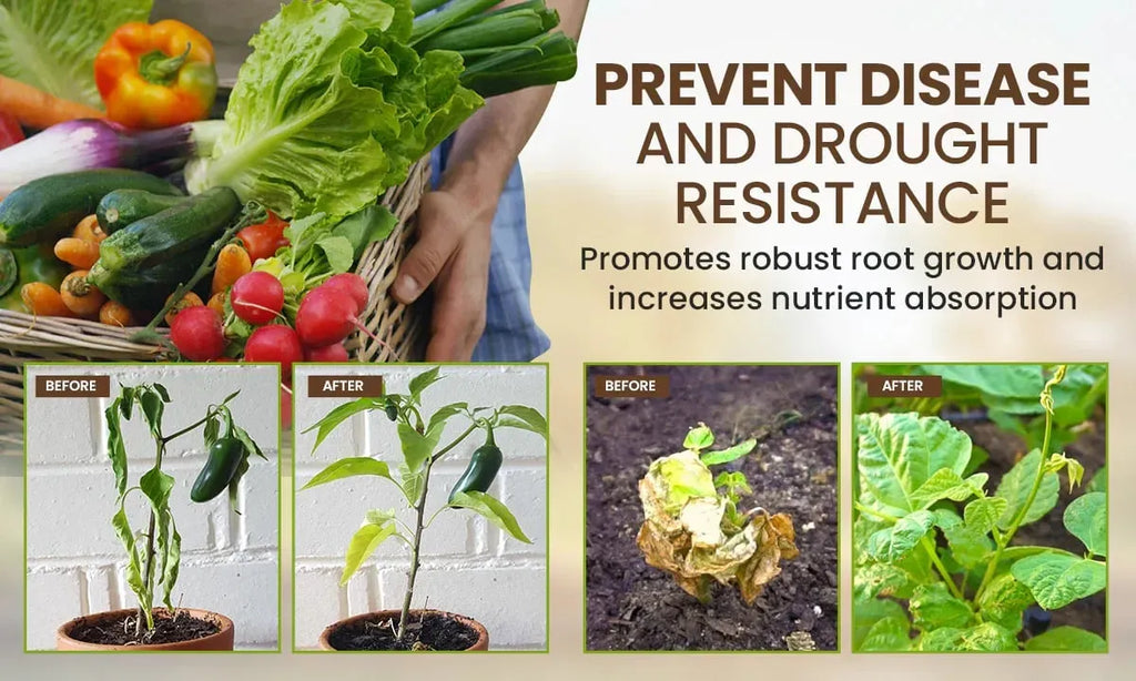 Soil Activator: Plants' Best Friend - Rejuvenate Your Plants ( BUY 1 GET 1 FREE )+ PLANT GROWTH BOOST LIQUID