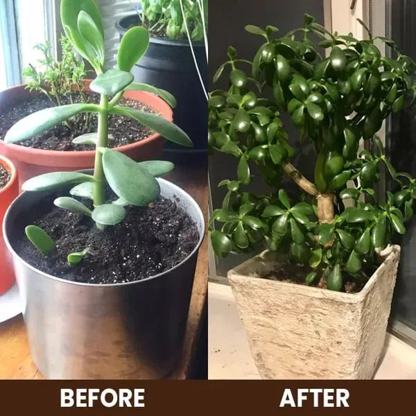 Soil Activator: Plants' Best Friend - Rejuvenate Your Plants ( BUY 1 GET 1 FREE )+ PLANT GROWTH BOOST LIQUID